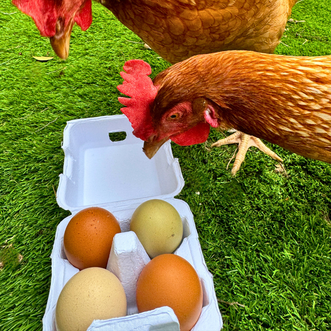 The Smart Coop – Innovative Tools for Modern Chicken Keeping