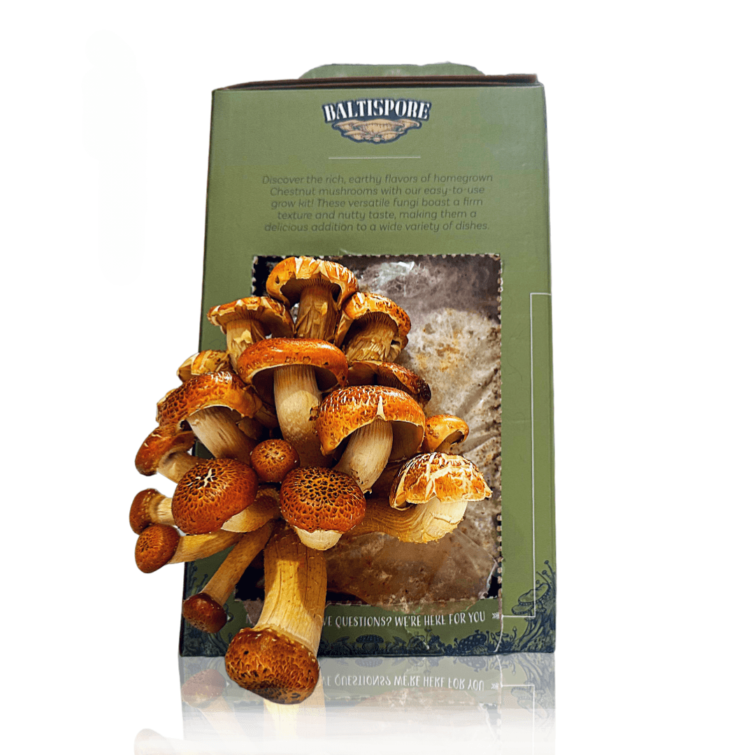Baltispore