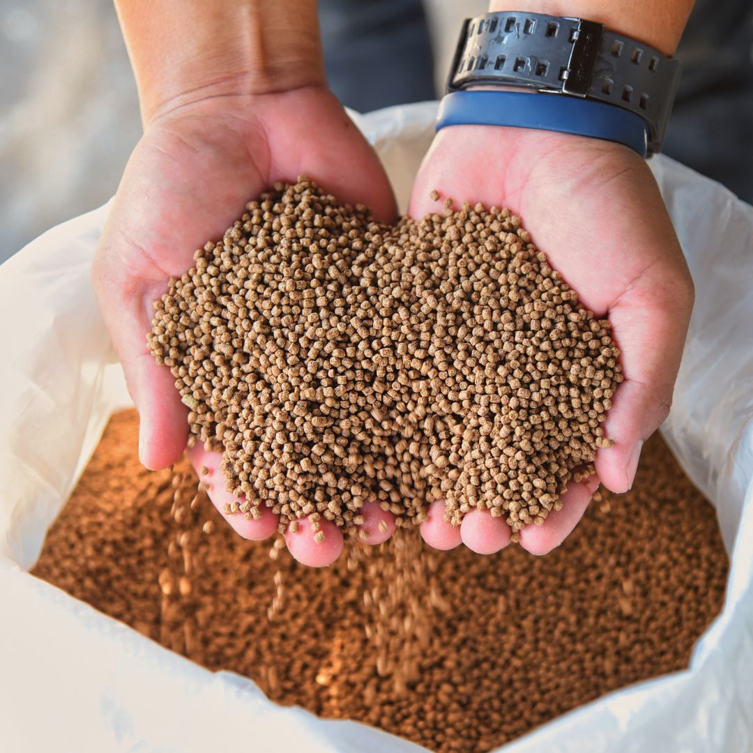 Specialty Poultry Feed for Layers & Chicks