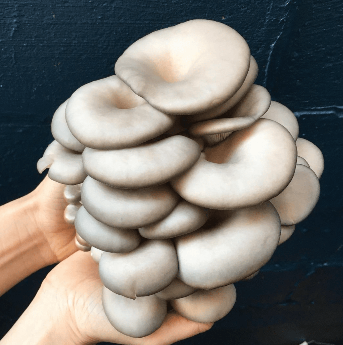 North Spore Mushrooms & Supply