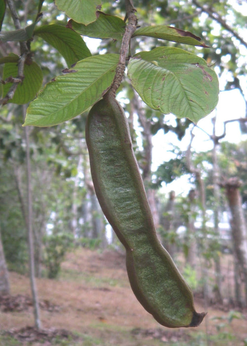Ice Cream Bean (Inga edulis)