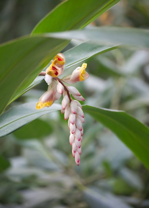 Ginger, Yellow (Zingiber officinale)
