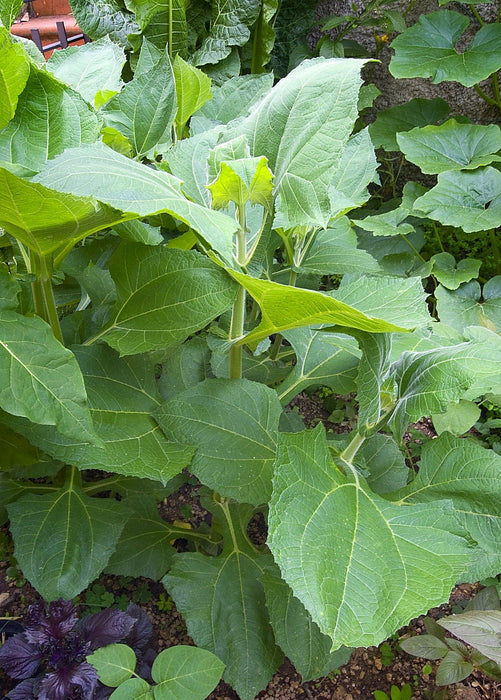 Earth Apple, 'Purple' (Smallanthus sonchifolius)