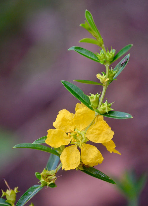 Sun Opener, Sinicuichi (Heimia salicifolia)