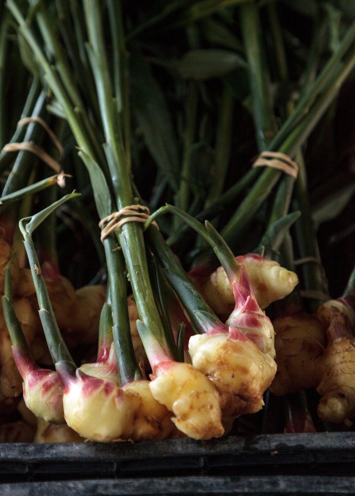Ginger, Yellow (Zingiber officinale) — Specialty Food Source