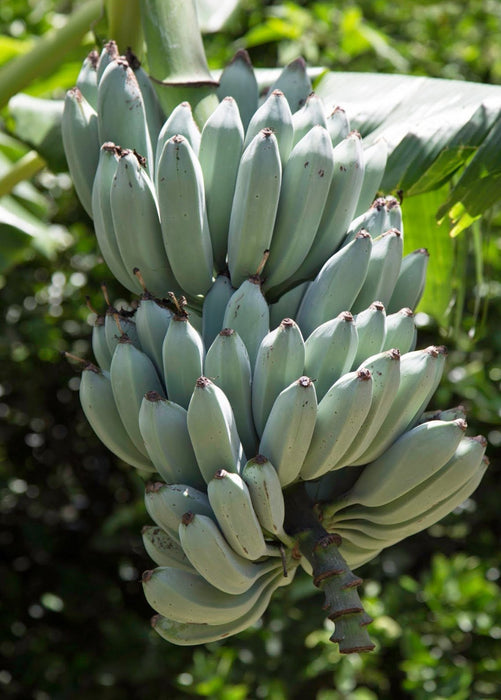 Banana 'Blue Java' (Musa acuminata × balbisiana)