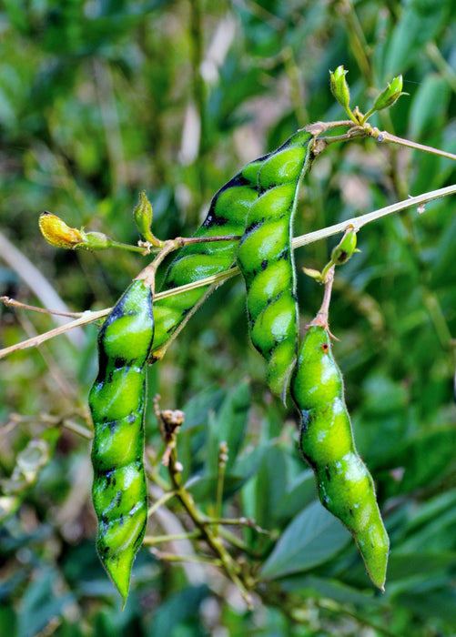 Pigeon Pea, Green (Cajanus cajan)