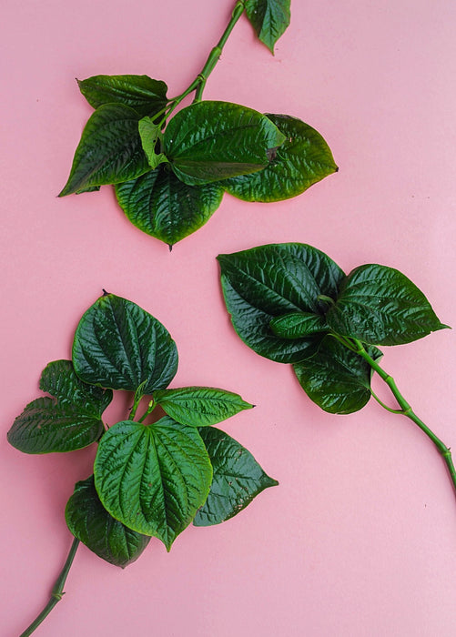 Lolot (Piper sarmentosum)