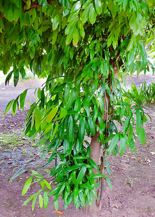 Cinnamon (Cinnamomum verum)