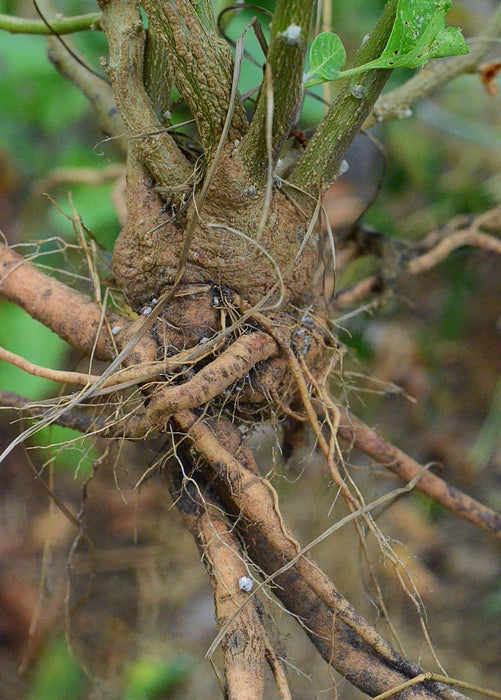 Ashwagandha (Withania somnifera)