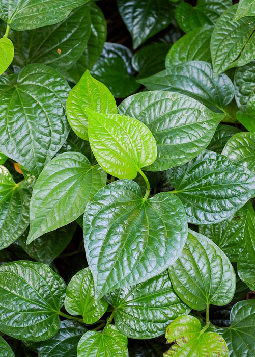 Lolot (Piper sarmentosum)