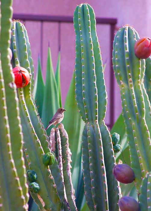 Peruvian Apple Cactus (Cereus repandus)