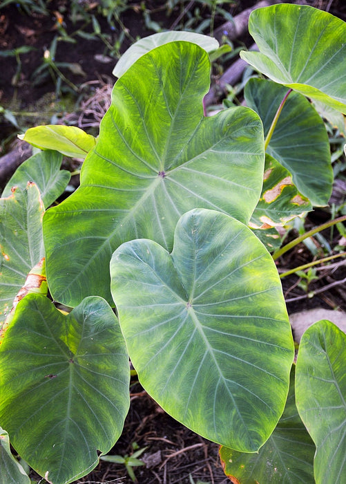 Taro, Red (Colocasia esculenta)