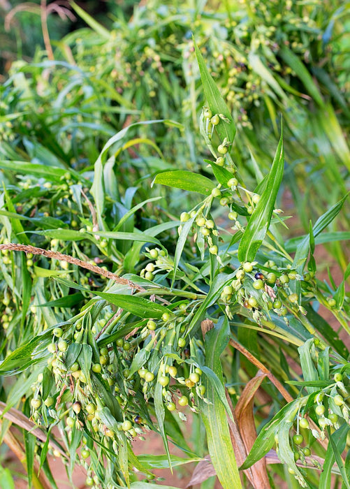 Job's Tears (Coix lacryma-jobi)