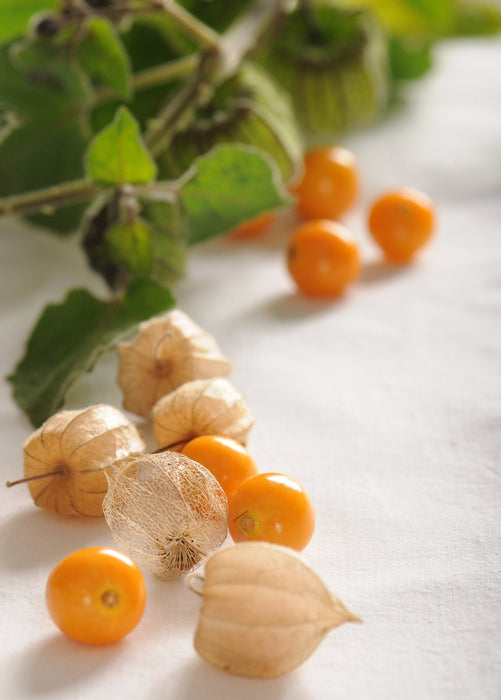 Hawaiian Poha Berry (Physalis peruviana)