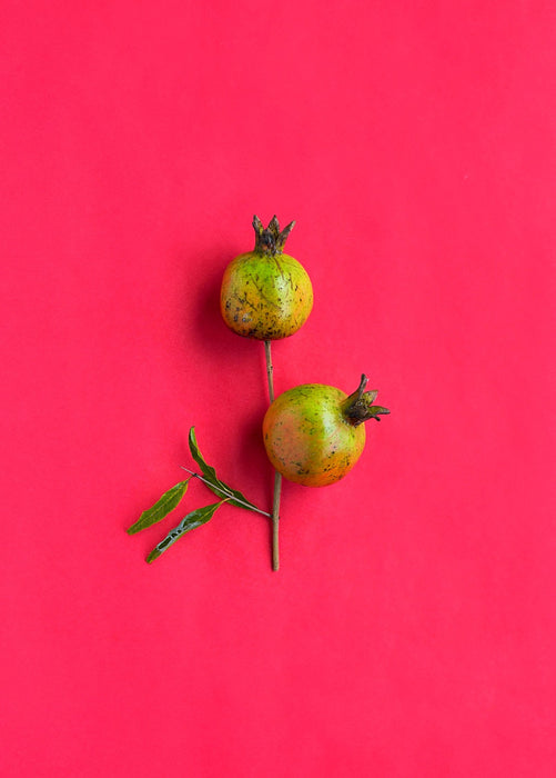 Pomegranate 'Vietnamese Pink' (Punica granatum)