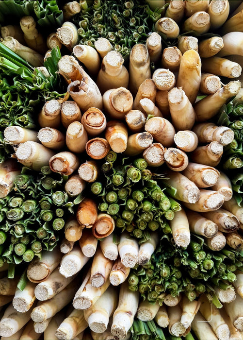 Lemongrass (Cymbopogon)