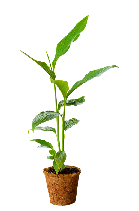 Cardamom (Elettaria cardamomum)