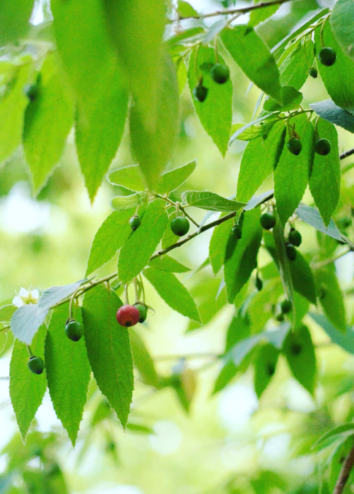 Strawberry Tree, Red (Muntingia calabura)