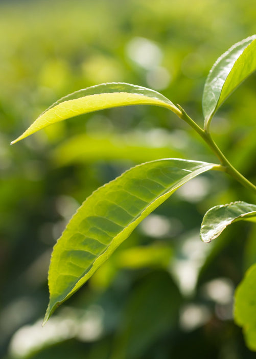 Green Tea (Camellia sinensis)