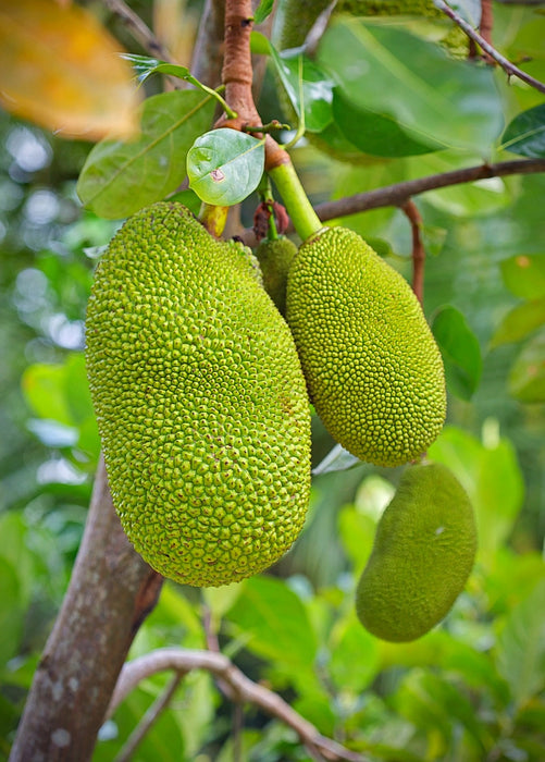 Jackfruit 'Black Gold' (Artocarpus heterophyllus)