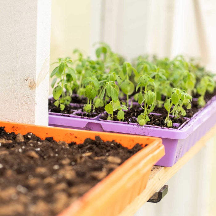 1020 Seed Starting Trays - Colored