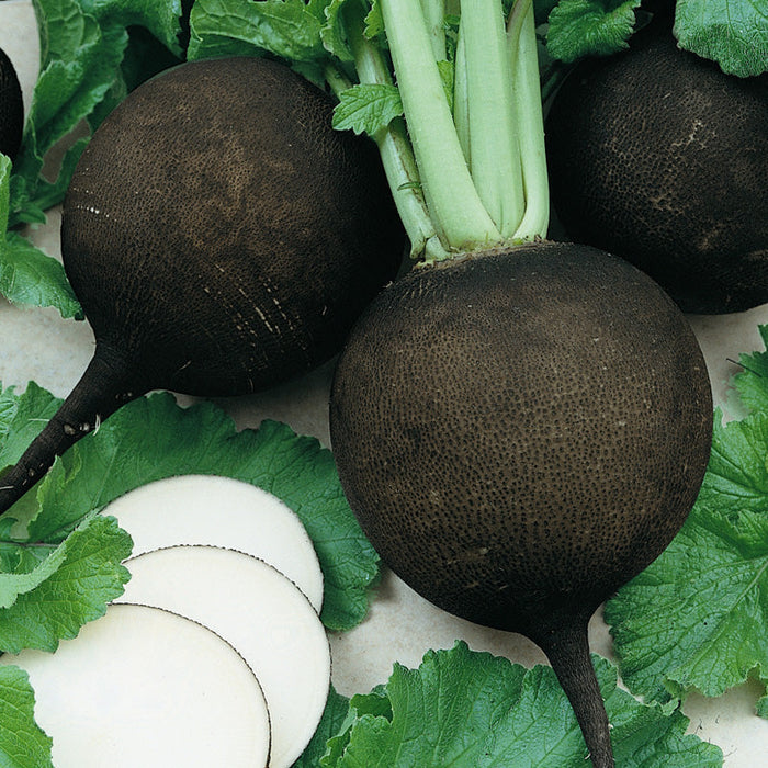 Black Spanish Radish Seeds (Organic)