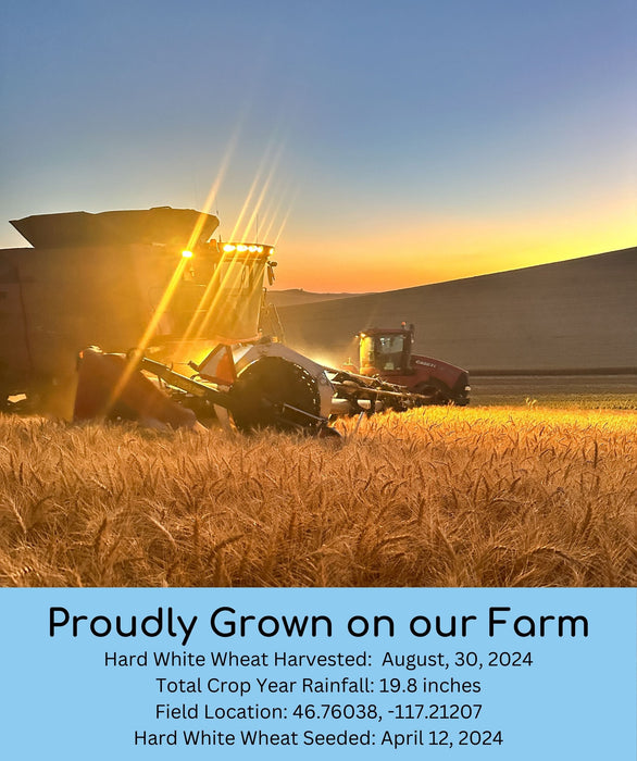 Hard White Wheat | 25 LB | Certified Glyphosate Residue Free