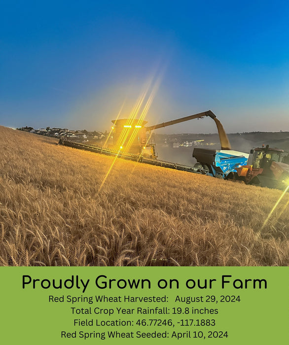 Red Spring Wheat | 25 LB | Certified Glyphosate Residue Free