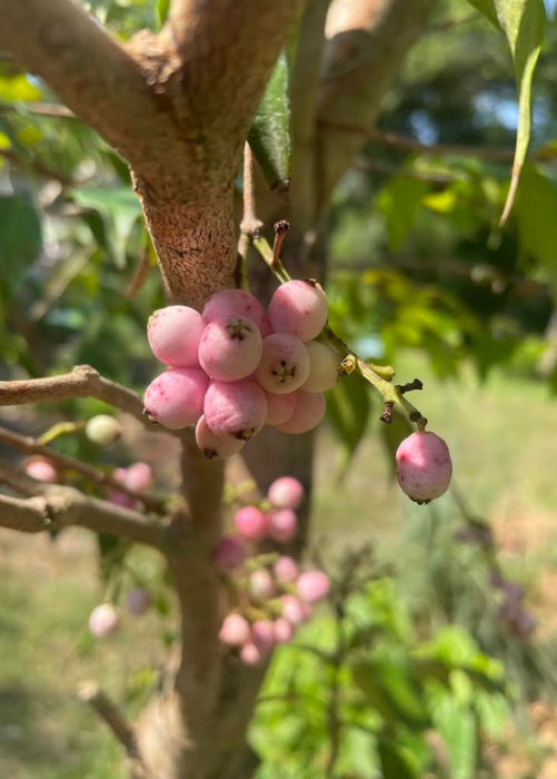 Lilly Pilly (Syzygium smithii, Acmena smithii)