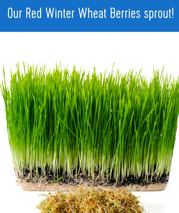 Red Winter Wheat | 5 LB | Certified Glyphosate Residue Free