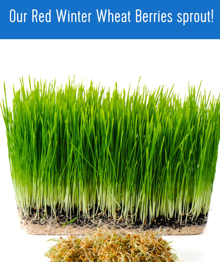 Certified Glyphosate Residue Free | Red Winter Wheat | 25 lb