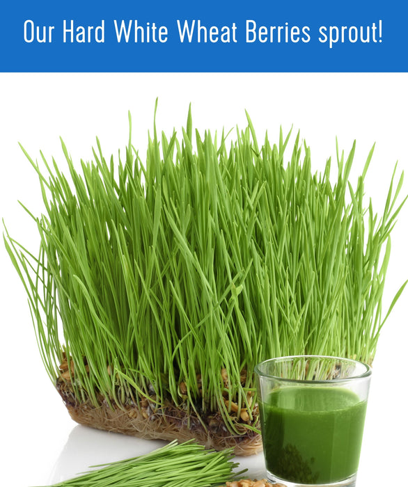 Hard White Wheat | 5 LB | Certified Glyphosate Residue Free