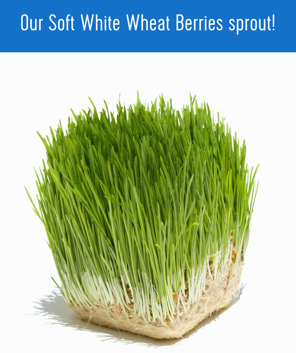 Soft White Wheat Berries | 25 LB Bucket | Certified Glyphosate Residue Free