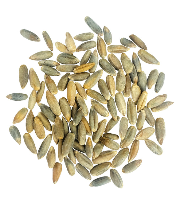 Rye Berries | Certified Glyphosate Residue Free | 25 LB Bucket