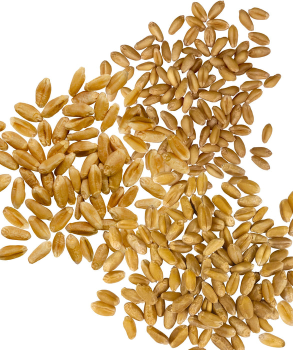 Wheat Bundle | 15 LBS | Certified Glyphosate Residue Free