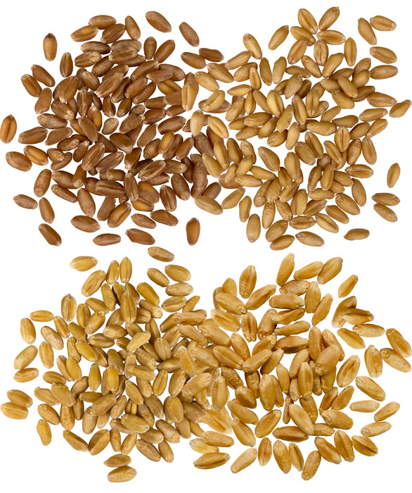 Wheat Bundle | 20 LBS | Certified Glyphosate Residue Free