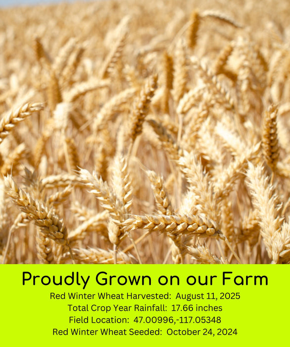 Wheat Bundle | 20 LBS | Certified Glyphosate Residue Free