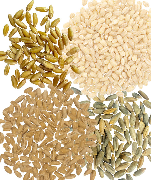 Grain Variety Bundle | Durum, Pearl Barley, Rye and Spelt Berries | 16 lbs (4-4 lb bags)