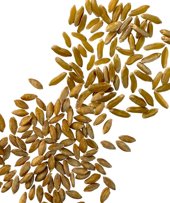 Einkorn and Khorasan Wheat Berries | 36 lb (2 x 18 lb bags) | Certified Glyphosphate Residue Free - Bulk Value Pack