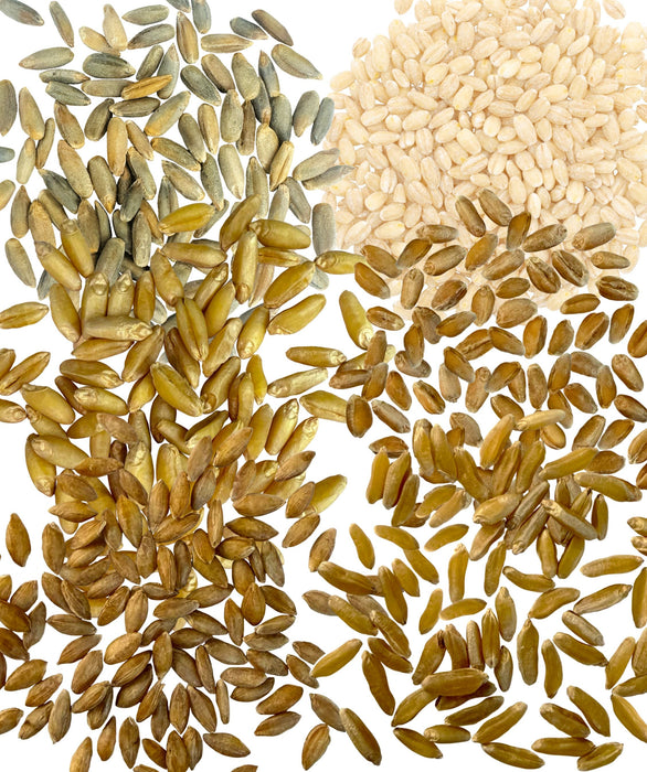 Einkorn, Khorasan, Durum, Rye, Spelt, and Barley Berries |150 lb (6 x 25 lb bags) | Certified Glyphosphate Residue Free - Bulk Value Pack