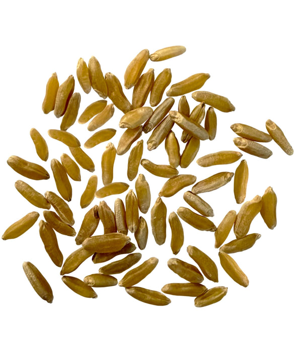 Khorasan Wheat Berries  | 25 lb bag | Certified Glyphosate Residue Free