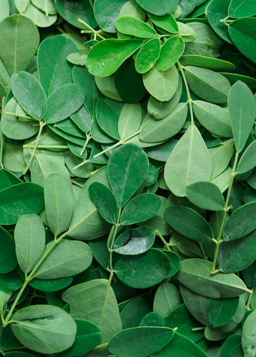Moringa (Moringa oleifera)