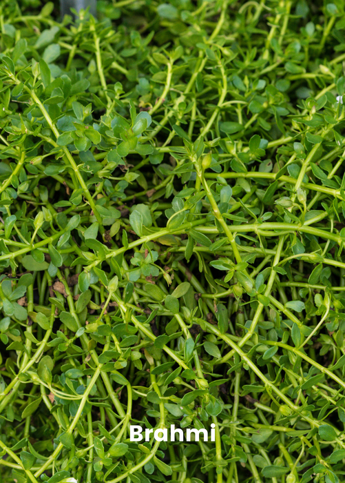 Ayurveda Herb Bundle: Gotu Kola & Brahmi