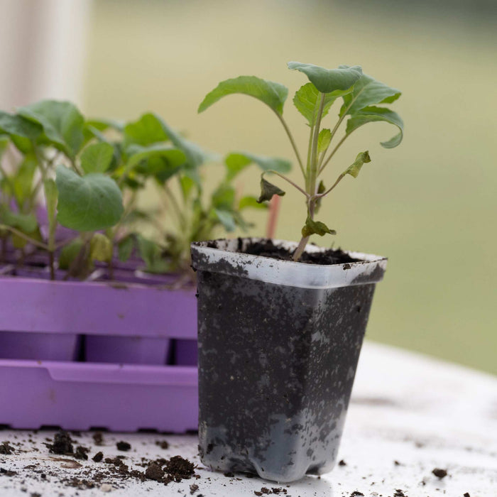 Seed Starter Pots - 2.5" Extra Strength