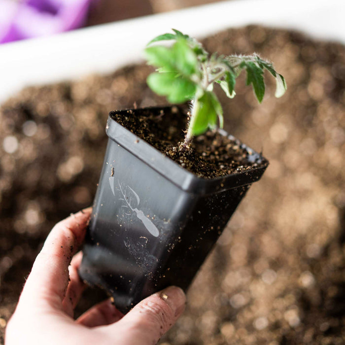 Seed Starter Pots - 2.5" Extra Strength