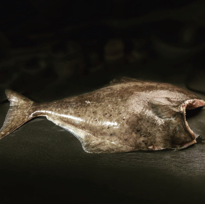 Fresh Wild-Caught Pacific Halibut – Delivered Chilled from Global Seafoods