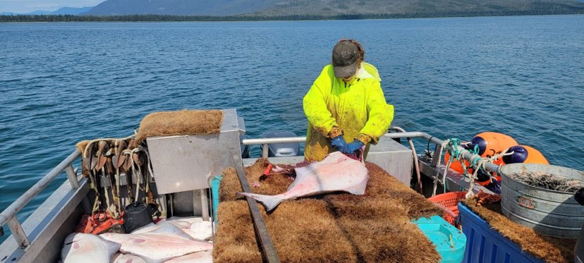 Wild Alaskan Halibut Share - 20 lbs.