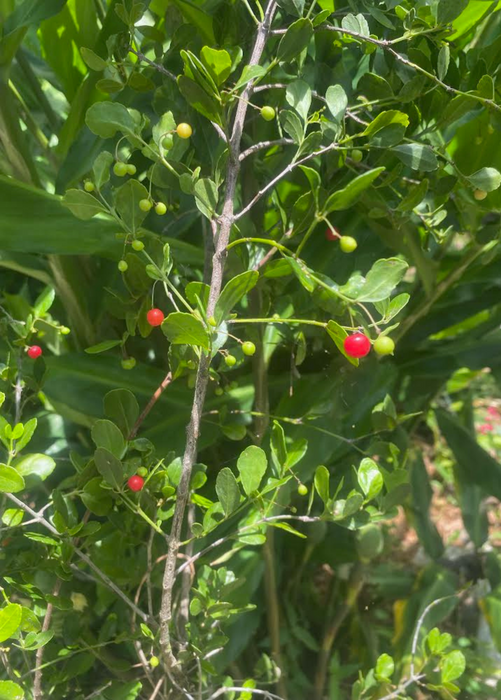 Maiden Berry (Crossopetalum rhacoma)