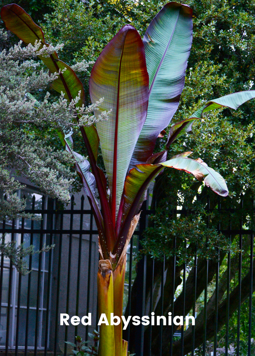 Banana Bundle: Siam Ruby, Blood Banana, Dwarf Cavendish & Red Abyssinian